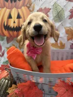 Brooklyn 572, a female Golden Retriever for sale in Lakeland, FL – 3 of 10
