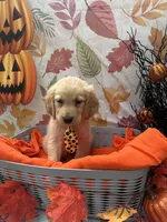 Bear bear 576, a male Golden Retriever for sale in Lakeland, FL – 9 of 10