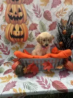 Bridgette 579, a female Golden Retriever for sale in Lakeland, FL – 4 of 10