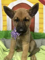 Keaira 381, a female Belgian Malinois and German Shepherd Dog for sale in Lakeland, FL – 8 of 10