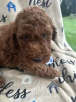 Chip, a male Labradoodle and Poodle - Standard  for sale in Lakeland, FL – 9 of 10