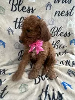 Ruth-125, a female Labradoodle and Poodle - Standard  for sale in Lakeland, FL – 7 of 10