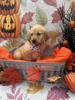 Belle 578, a female Golden Retriever for sale in Lakeland, FL – 10 of 10