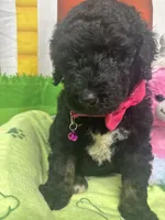 Mandy 383, a female Bernedoodle and Miniature Bernedoodle for sale in Lakeland, FL – 8 of 10