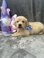Sophie - 197, a female Golden Retriever for sale in Lakeland, FL – 8 of 10