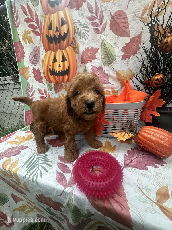 Nova 378 – Poodle - Miniature , Miniature Goldendoodle puppy for sale in Lakeland, FL