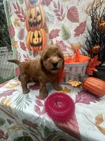 Nova 378, a female Poodle - Miniature  and Miniature Goldendoodle for sale in Lakeland, FL – 1 of 10