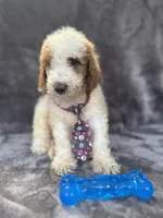 Duke 391 F1b, a male Goldendoodle and Poodle - Miniature  for sale in Lakeland, FL – 3 of 10