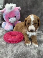 Blossom 371, a female Aussiedoodle and Poodle - Miniature  for sale in Lakeland, FL – 5 of 10