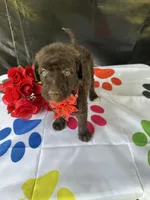 Sophie  - 337, a female Labradoodle and Poodle - Standard  for sale in Lakeland, FL – 9 of 10