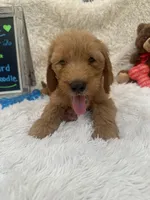 Toby -422, a male Goldendoodle and Poodle - Standard  for sale in Lakeland, FL – 7 of 10