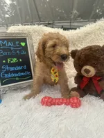 Tyson -324, a male Goldendoodle and Poodle - Standard  for sale in Lakeland, FL – 5 of 10