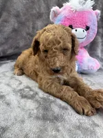 Bambi 370, a female Aussiedoodle and Poodle - Miniature  for sale in Lakeland, FL – 7 of 10
