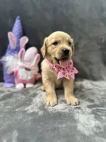 Suzzie -198, a female Golden Retriever for sale in Lakeland, FL – 7 of 10