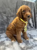 Dexter 396 F1b, a male Goldendoodle and Poodle - Miniature  for sale in Lakeland, FL – 8 of 10