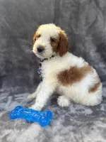 Diesel 390 F1b, a male Goldendoodle and Poodle - Miniature  for sale in Lakeland, FL – 7 of 10