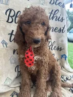 Rusty - 323, a male Labradoodle and Poodle - Standard  for sale in Lakeland, FL – 2 of 10