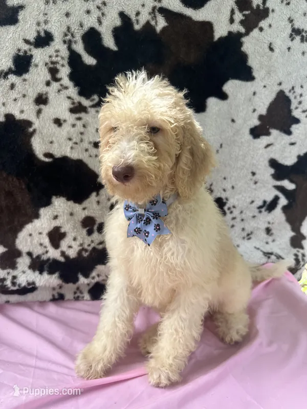 Sapphire - 334  – Labradoodle, Poodle - Standard  puppy for sale in Lakeland, FL