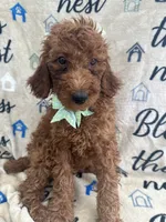 Reign - 320, a female Labradoodle and Poodle - Standard  for sale in Lakeland, FL – 6 of 10