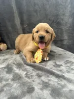 Bingo -192, a male Golden Retriever for sale in Lakeland, FL – 10 of 10