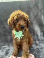 Dixie 399 F1b, a female Goldendoodle and Poodle - Miniature  for sale in Lakeland, FL – 7 of 10