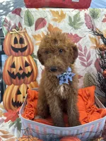 Dakota 392 f1b, a female Goldendoodle and Poodle - Miniature  for sale in Lakeland, FL – 10 of 10