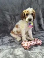 Diana 393 F1b, a female Goldendoodle and Poodle - Miniature  for sale in Lakeland, FL – 4 of 10