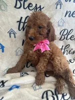 Ruth-125, a female Labradoodle and Poodle - Standard  for sale in Lakeland, FL – 6 of 10