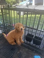 Nate, a male Poodle - Miniature  and Miniature Goldendoodle for sale in Lakeland, FL – 7 of 10