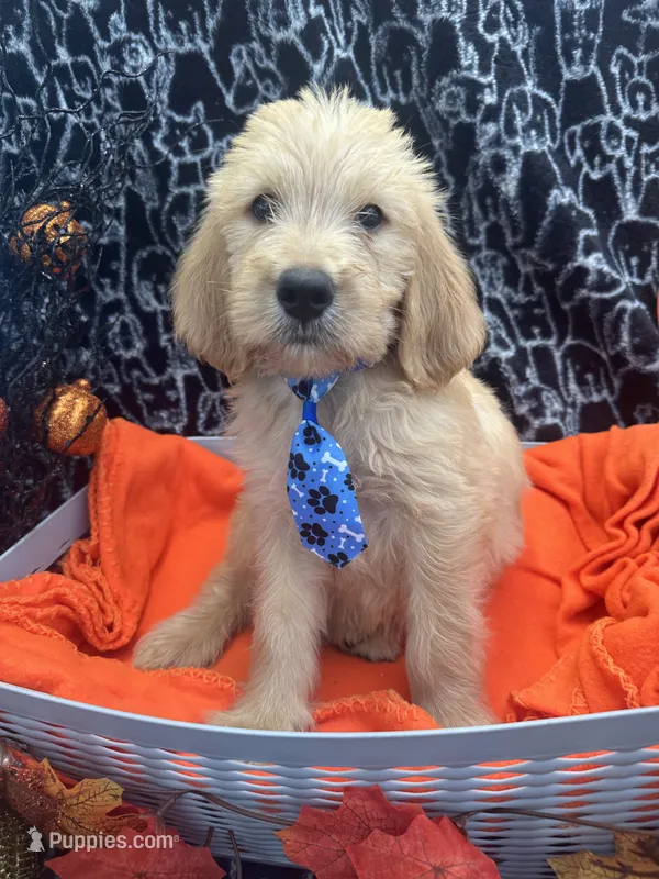 Male – Labradoodle, Golden Retriever puppy for sale in Lakeland, FL