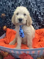Male, a male Labradoodle and Golden Retriever for sale in Lakeland, FL – 8 of 10