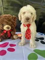Seth - 332, a male Labradoodle and Poodle - Standard  for sale in Lakeland, FL – 3 of 10