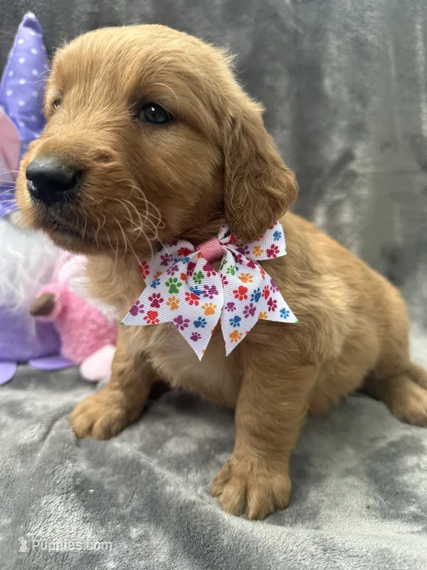 Betty Lou - 199 – Golden Retriever puppy for sale in Lakeland, FL