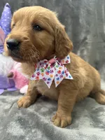 Betty Lou - 199, a female Golden Retriever for sale in Lakeland, FL – 1 of 10