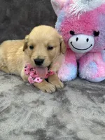 Brooklyn 572, a female Golden Retriever for sale in Lakeland, FL – 5 of 10