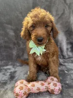 Dixie 399 F1b, a female Goldendoodle and Poodle - Miniature  for sale in Lakeland, FL – 9 of 10