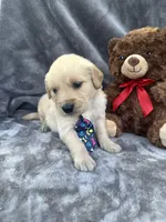 Brody 571, a male Golden Retriever for sale in Lakeland, FL – 7 of 10