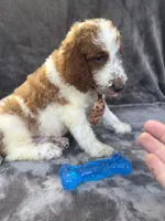 Dash 385 F1b, a male Goldendoodle and Poodle - Miniature  for sale in Lakeland, FL – 6 of 10
