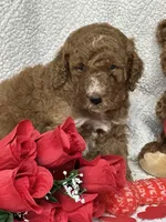 Cupid, a male Labradoodle and Miniature Labradoodle for sale in Lakeland, FL – Photo 6 of 10