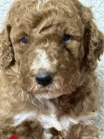 Cupid, a male Labradoodle and Miniature Labradoodle for sale in Lakeland, FL – Photo 8 of 10