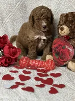 Cupid, a male Labradoodle and Miniature Labradoodle for sale in Lakeland, FL – Photo 7 of 10