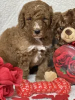 Cupid, a male Labradoodle and Miniature Labradoodle for sale in Lakeland, FL – Photo 3 of 10