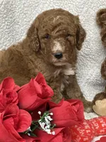Cupid, a male Labradoodle and Miniature Labradoodle for sale in Lakeland, FL – Photo 4 of 10