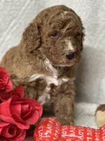 Cupid, a male Labradoodle and Miniature Labradoodle for sale in Lakeland, FL – Photo 2 of 10
