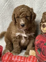 Cupid, a male Labradoodle and Miniature Labradoodle for sale in Lakeland, FL – Photo 1 of 10