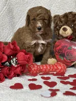 Cupid, a male Labradoodle and Miniature Labradoodle for sale in Lakeland, FL – Photo 5 of 10