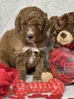 Cupid, a male Labradoodle and Miniature Labradoodle for sale in Lakeland, FL – Photo 10 of 10