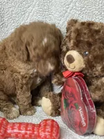 Cupid, a male Labradoodle and Miniature Labradoodle for sale in Lakeland, FL – Photo 9 of 10