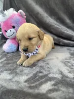 Belle 578, a female Golden Retriever for sale in Lakeland, FL – 5 of 10