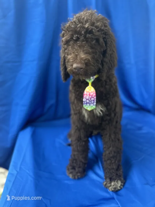 Scooby - 335 – Labradoodle, Poodle - Standard  puppy for sale in Lakeland, FL